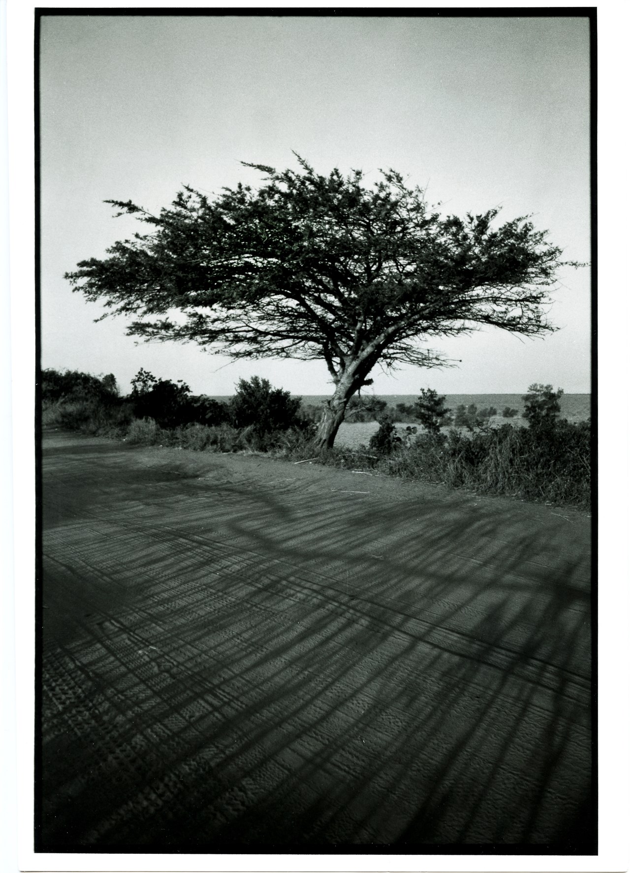 Mozambique Tree-image-1
